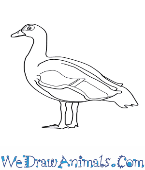 Egyptian Goose coloring #18, Download drawings
