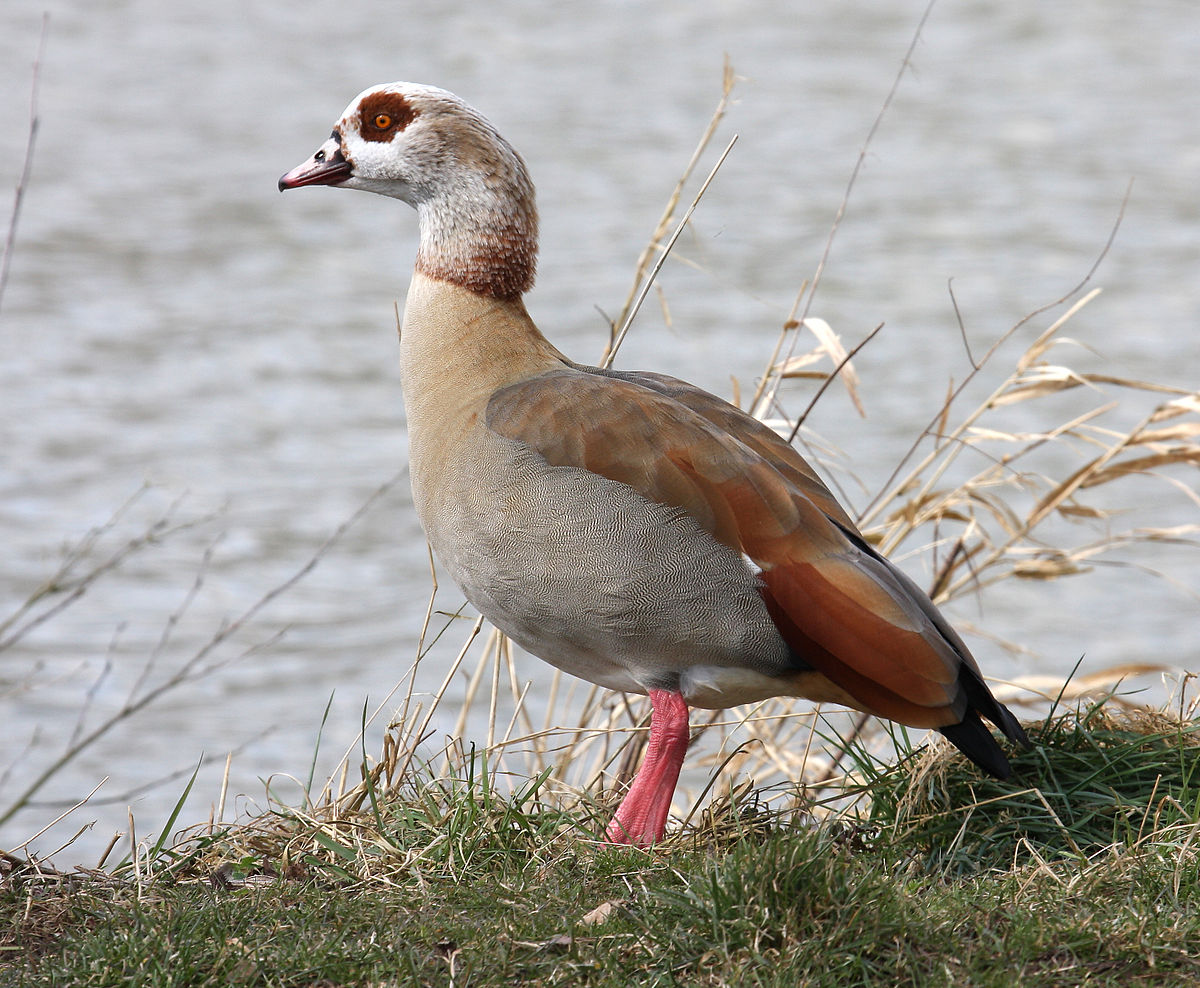 Egyptian Goose svg #9, Download drawings