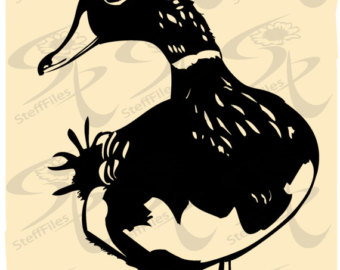 Egyptian Goose svg #12, Download drawings