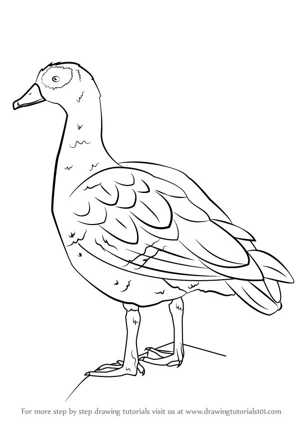 Egyptian Goose svg #6, Download drawings