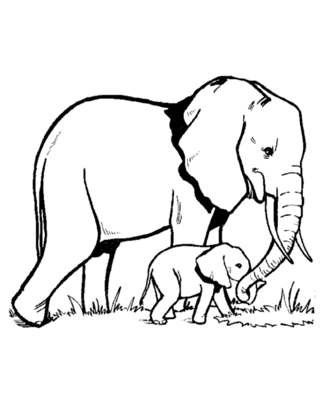 Elephant coloring #5, Download drawings