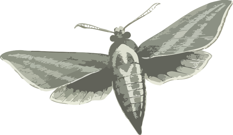 Hawk Moth svg #20, Download drawings