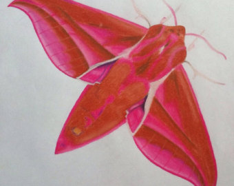 Elephant Hawk-moth svg #12, Download drawings