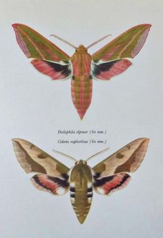 Elephant Hawk-moth svg #2, Download drawings