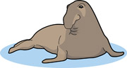 Elephant Seal clipart #18, Download drawings