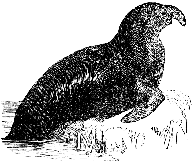 Elephant Seal clipart #3, Download drawings