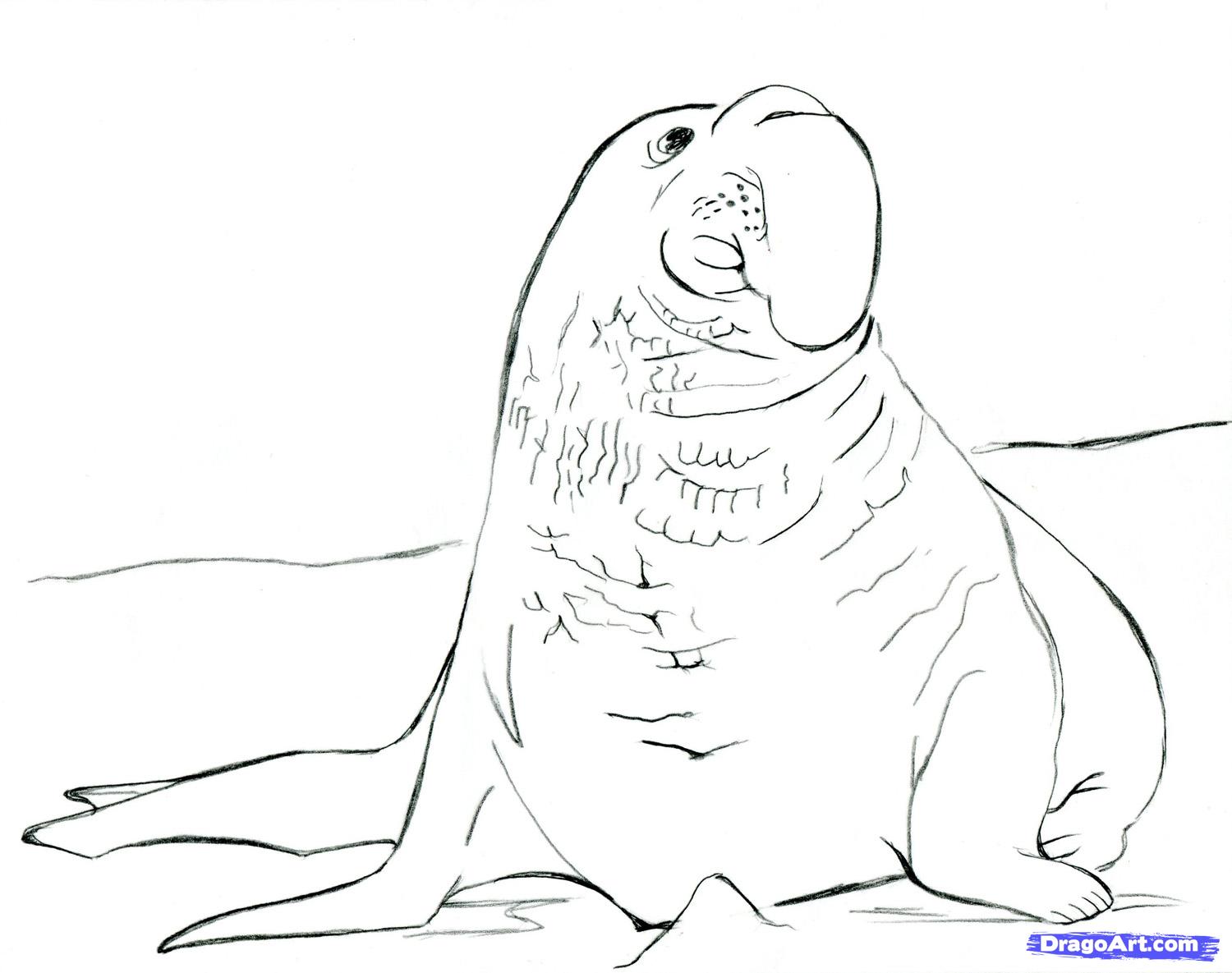 Elephant Seal coloring #12, Download drawings