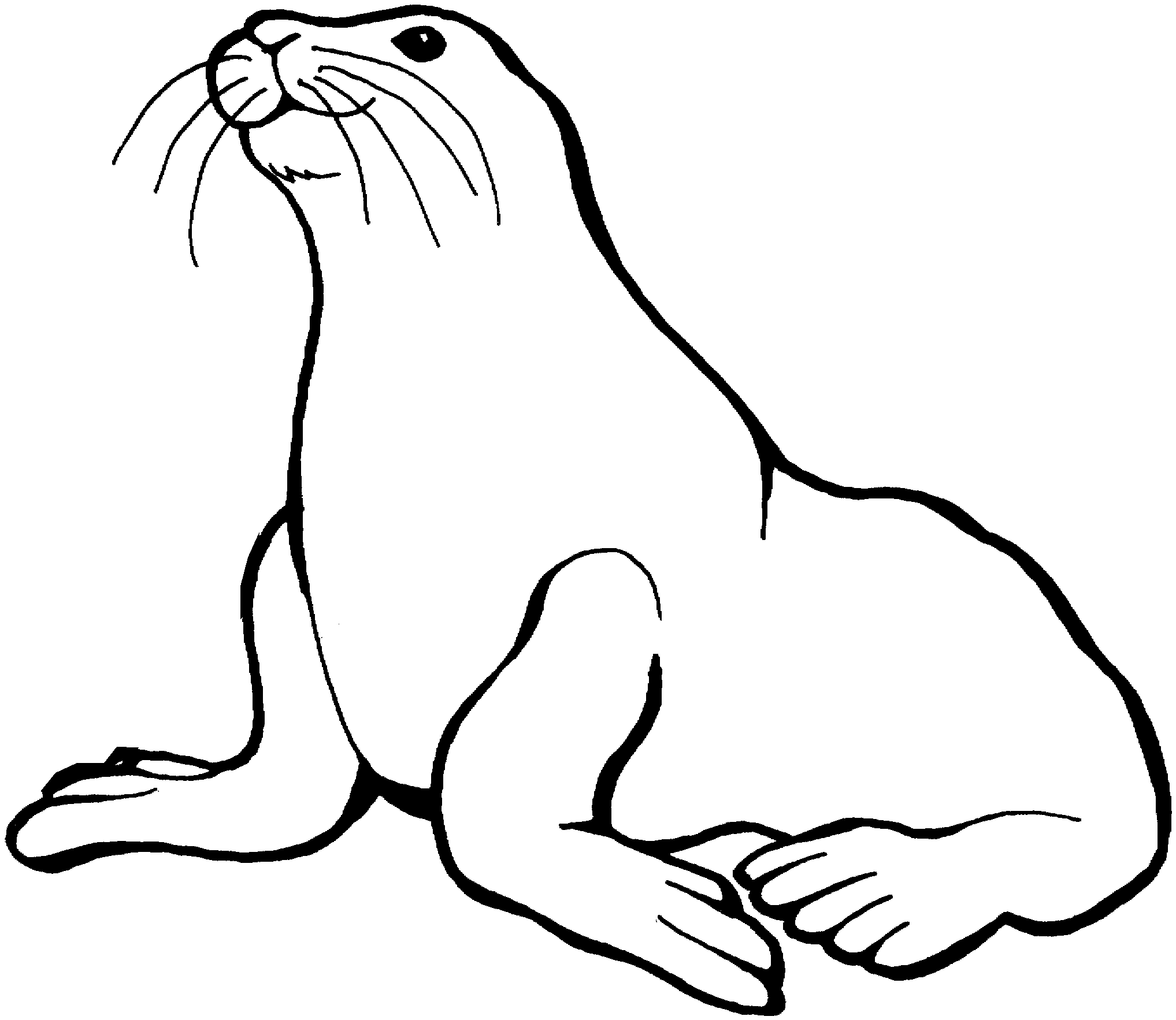 Elephant Seal coloring #4, Download drawings