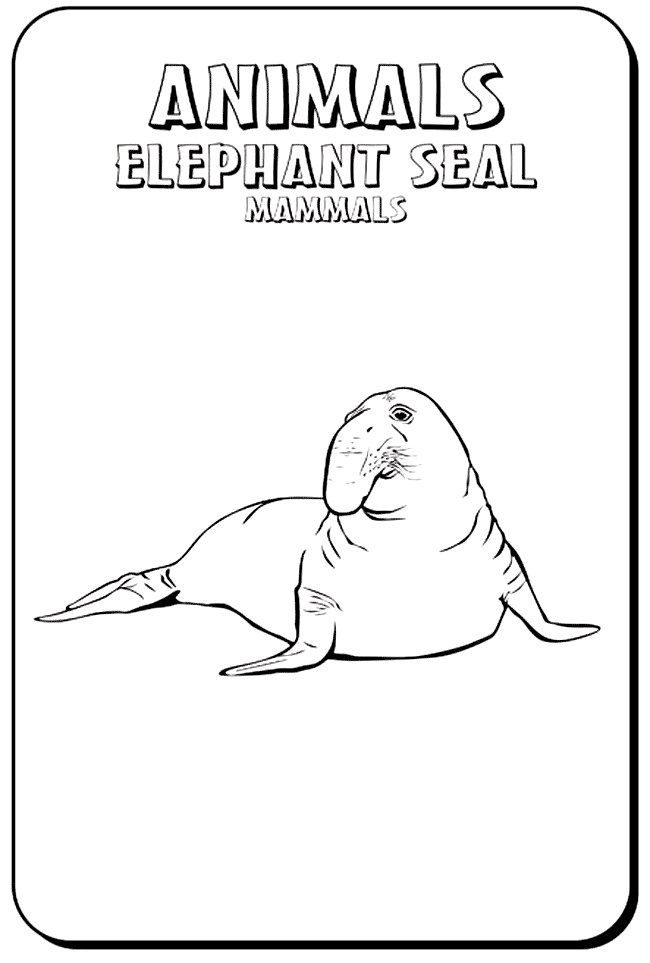 Elephant Seal coloring #18, Download drawings