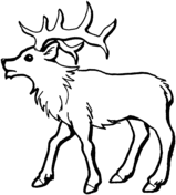 Elk coloring #5, Download drawings