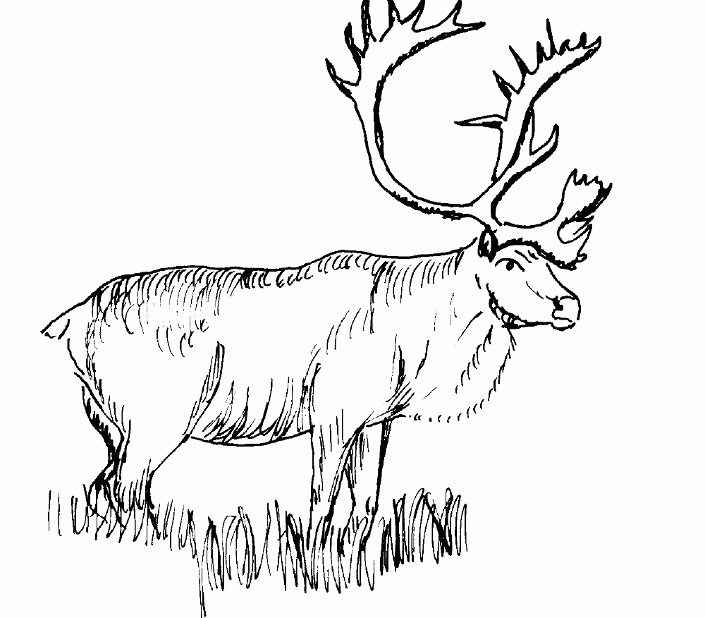Elk coloring #8, Download drawings