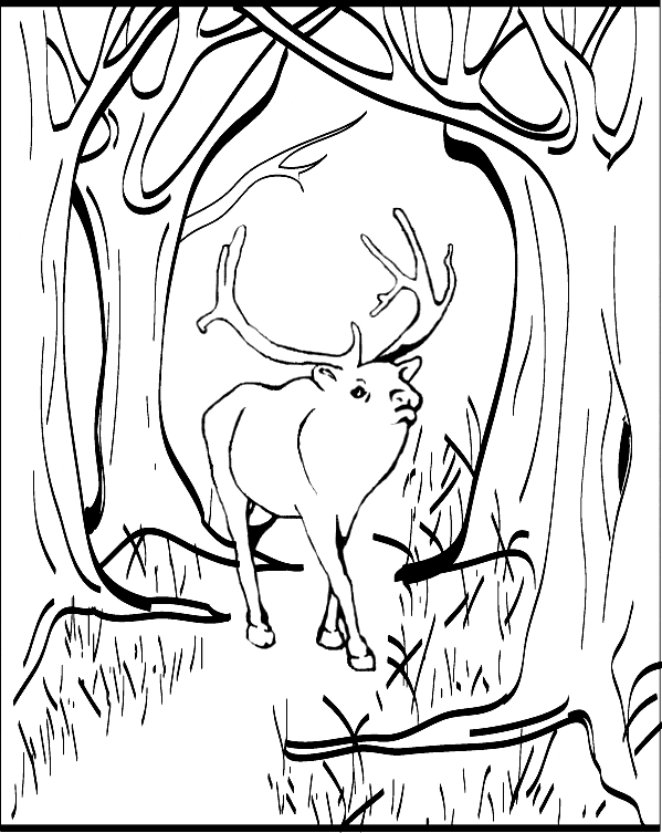 Elk coloring #15, Download drawings