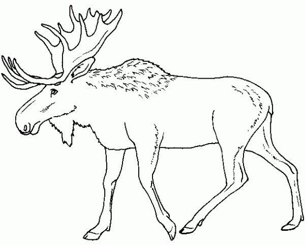 Elk coloring #16, Download drawings