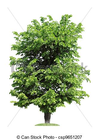 Elm Tree clipart #15, Download drawings