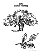 Elm Tree coloring #15, Download drawings