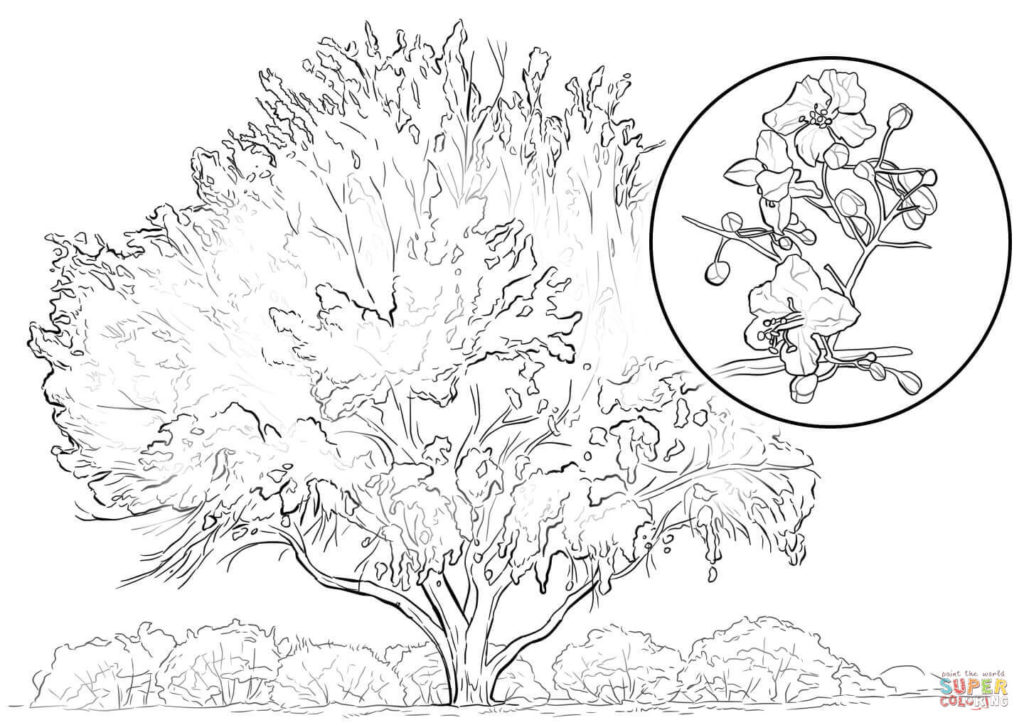 Elm Tree coloring #13, Download drawings