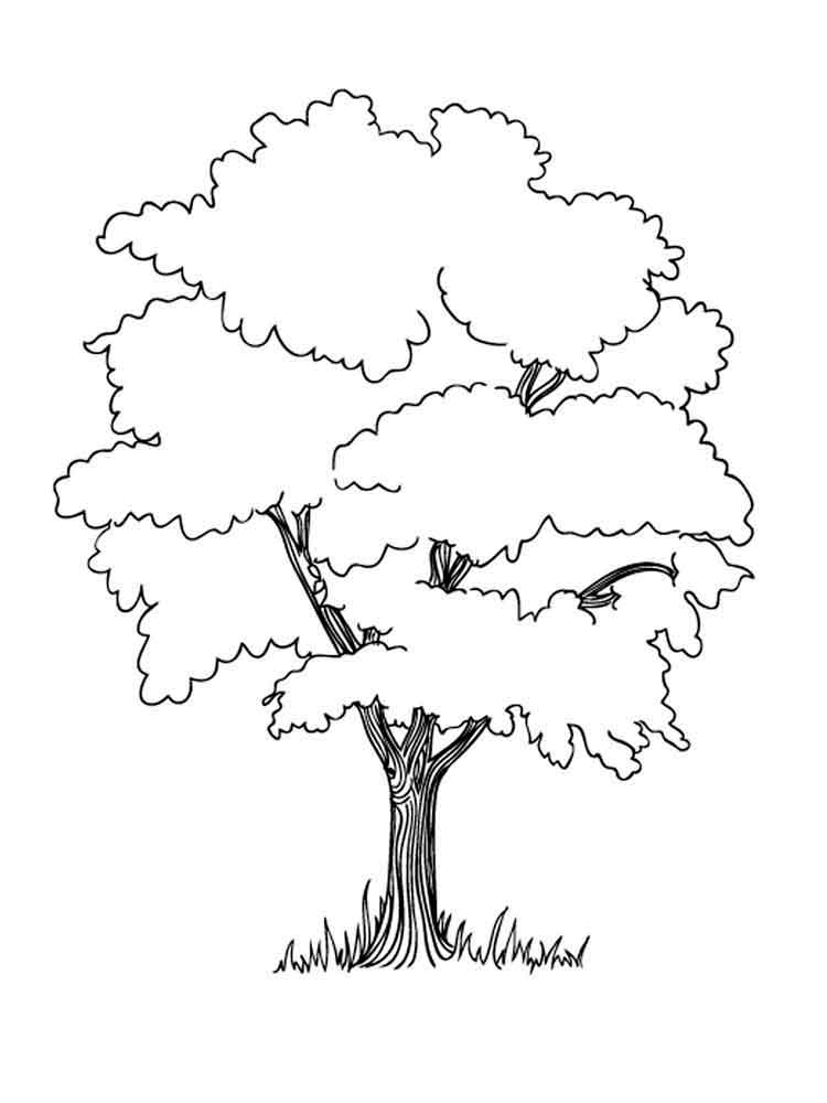 Elm Tree coloring #3, Download drawings