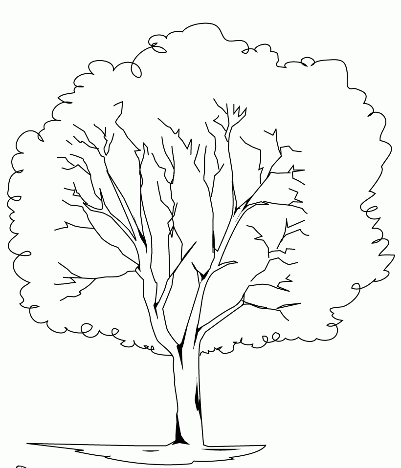 Elm Tree coloring #19, Download drawings