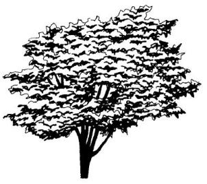 Elm Tree coloring #18, Download drawings