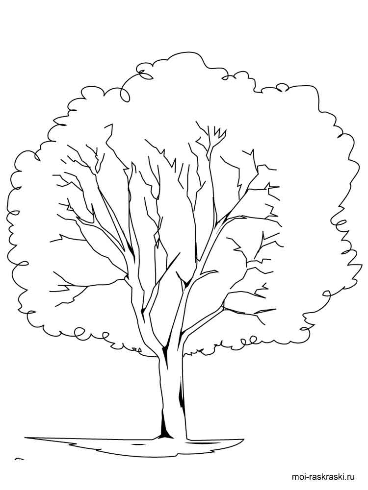 Elm Tree coloring #14, Download drawings