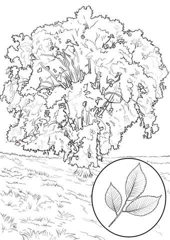 Elm Tree coloring #16, Download drawings