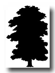 Elm Tree svg #20, Download drawings
