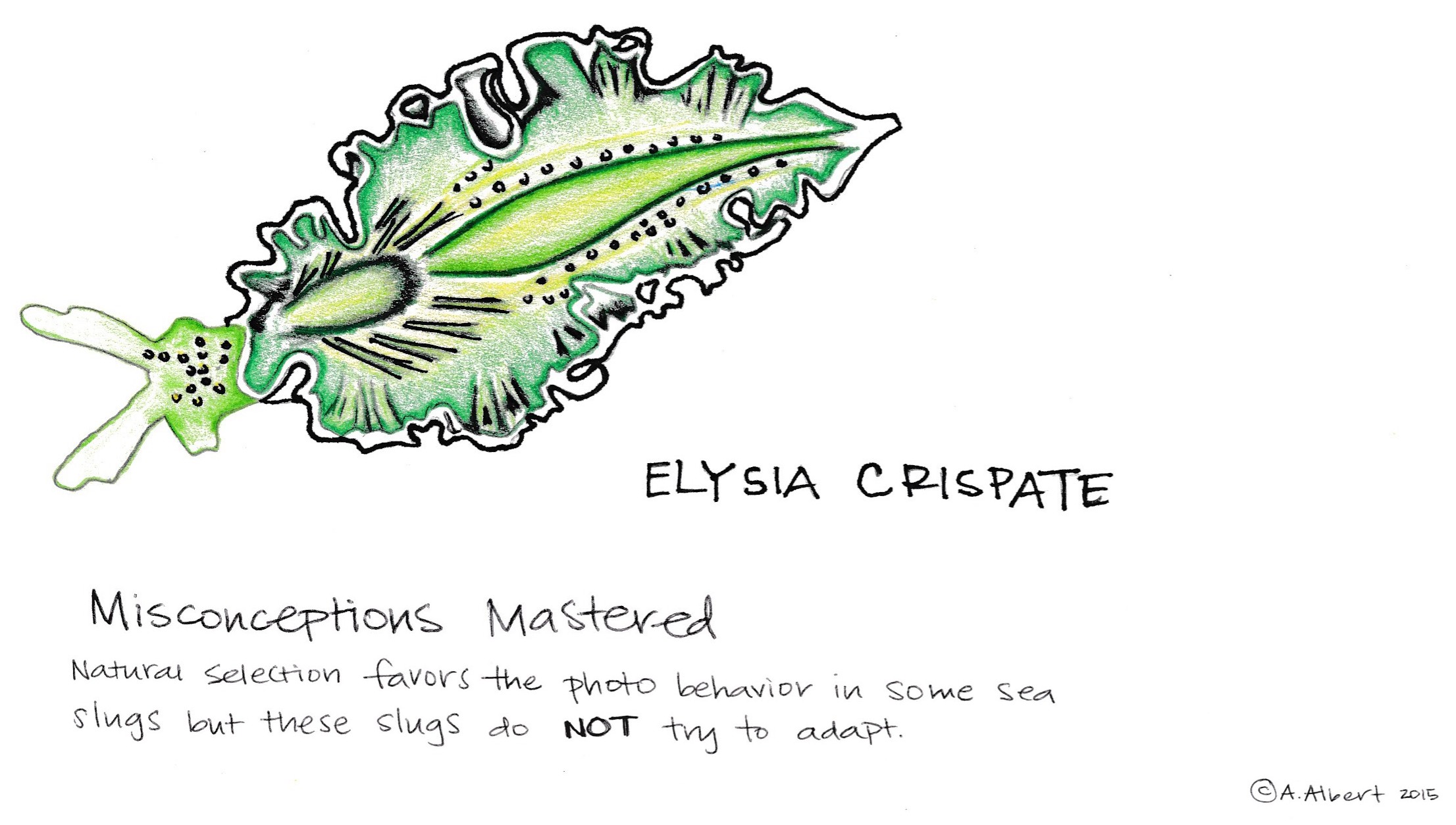Elysia Chlorotica coloring #2, Download drawings