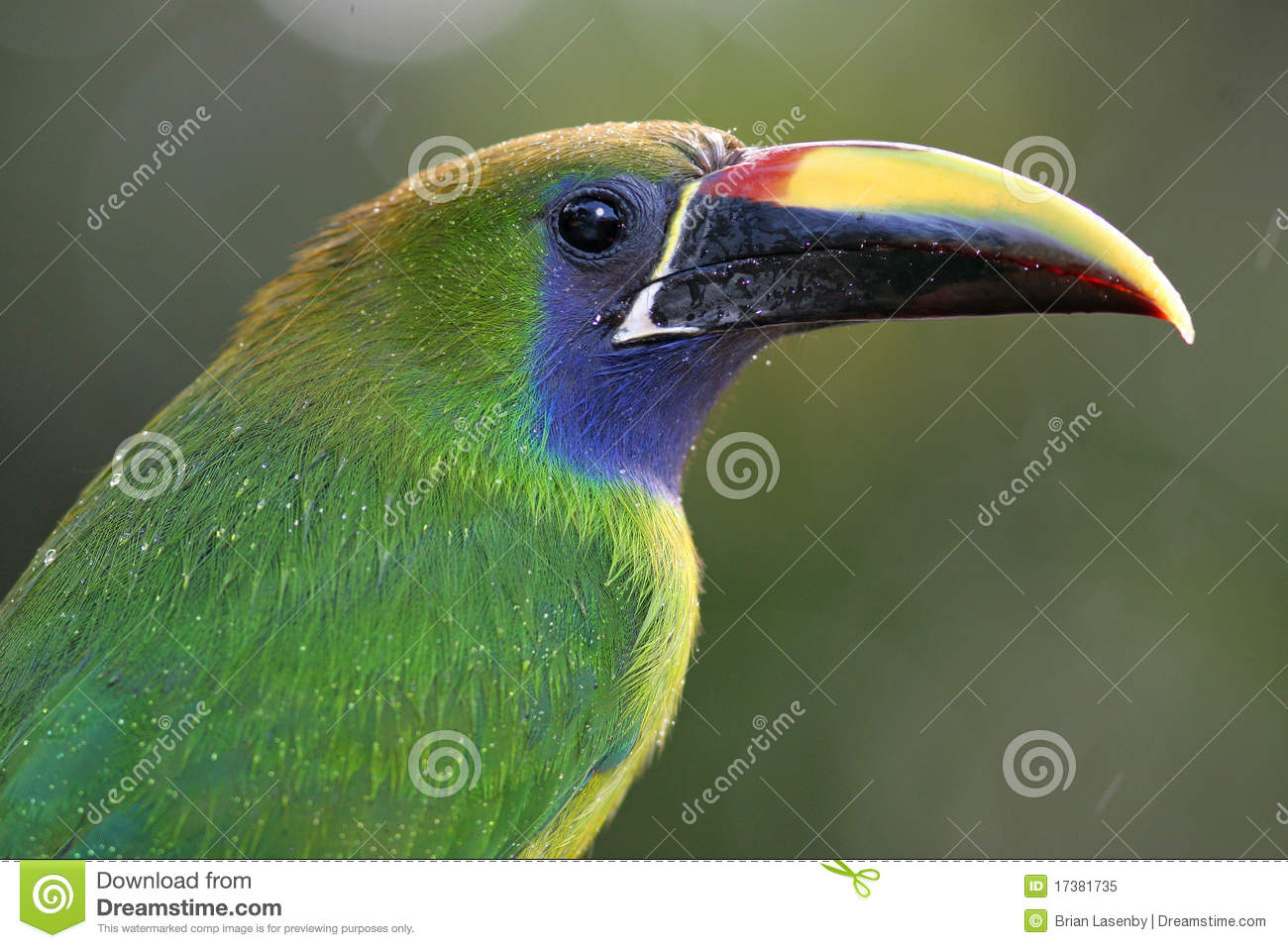 Emerald Toucanet clipart #20, Download drawings