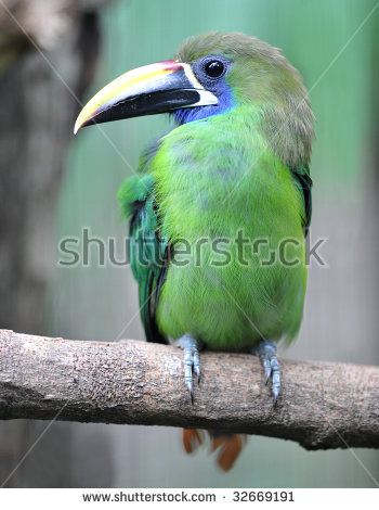 Emerald Toucanet clipart #15, Download drawings