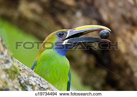 Emerald Toucanet clipart #17, Download drawings