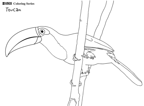 Toucan coloring #3, Download drawings