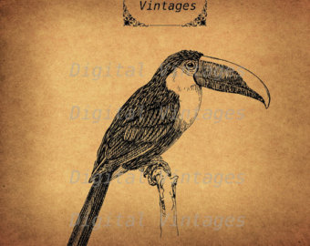 Emerald Toucanet svg #4, Download drawings