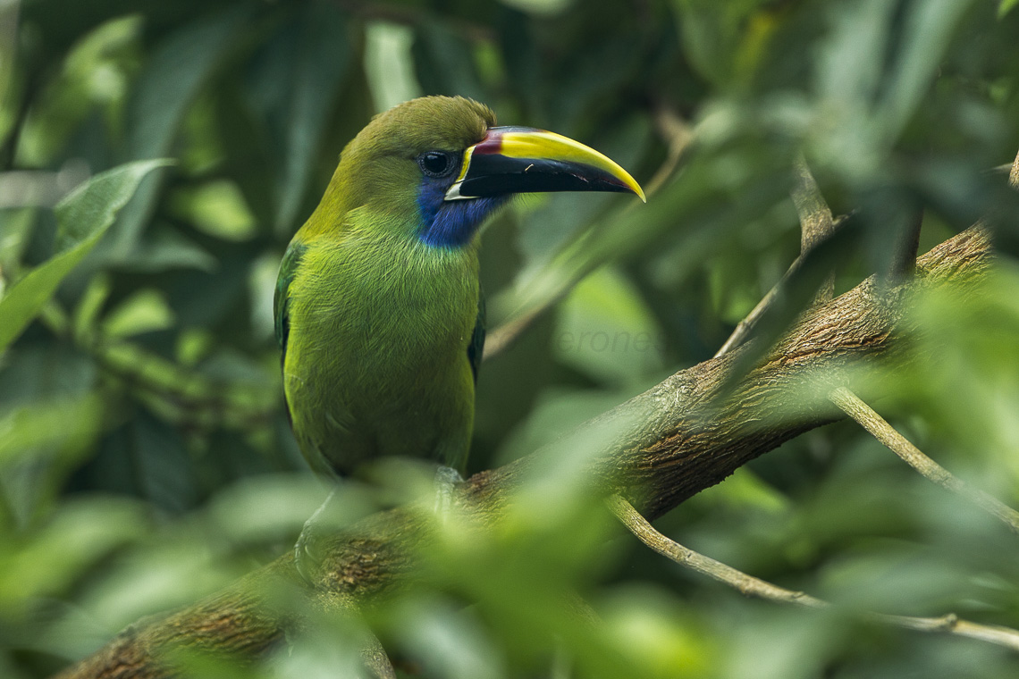 Emerald Toucanet svg #11, Download drawings