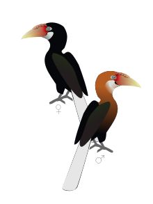 Emerald Toucanet svg #10, Download drawings