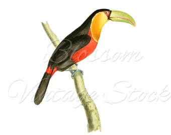 Emerald Toucanet svg #13, Download drawings