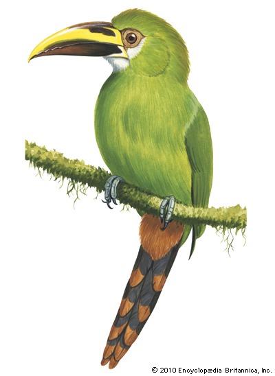 Emerald Toucanet svg #20, Download drawings