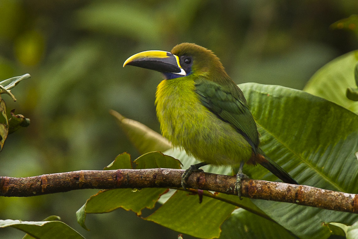 Emerald Toucanet svg #5, Download drawings