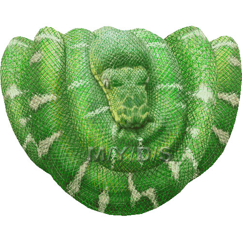 Emerald Tree Boa clipart #8, Download drawings