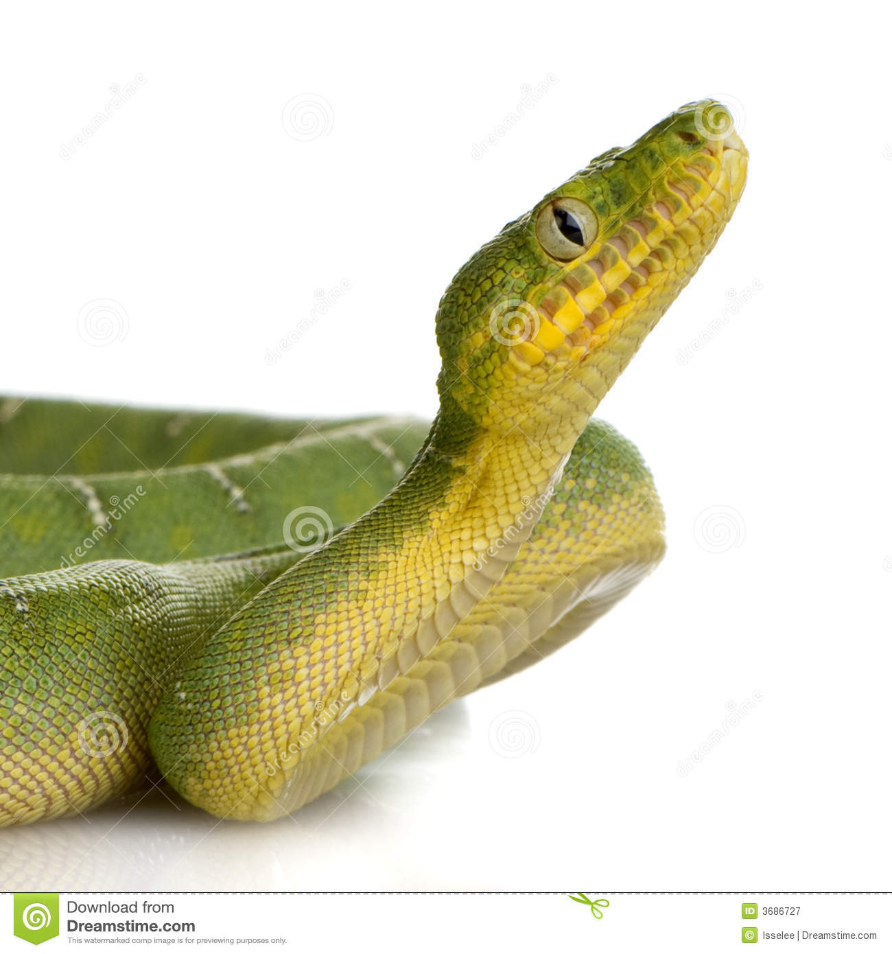 Emerald Tree Boa clipart #9, Download drawings