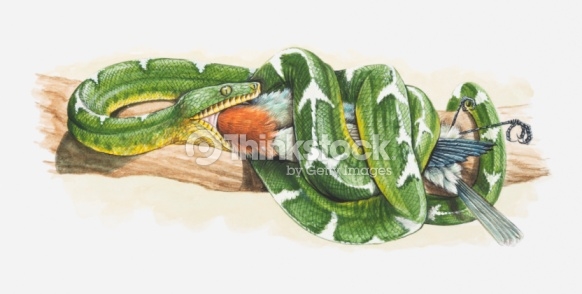 Emerald Tree Boa clipart #12, Download drawings
