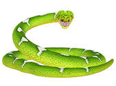 Emerald Tree Boa clipart #14, Download drawings