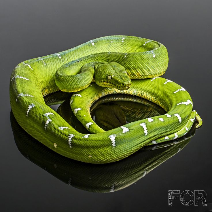 Emerald Tree Boa clipart #13, Download drawings