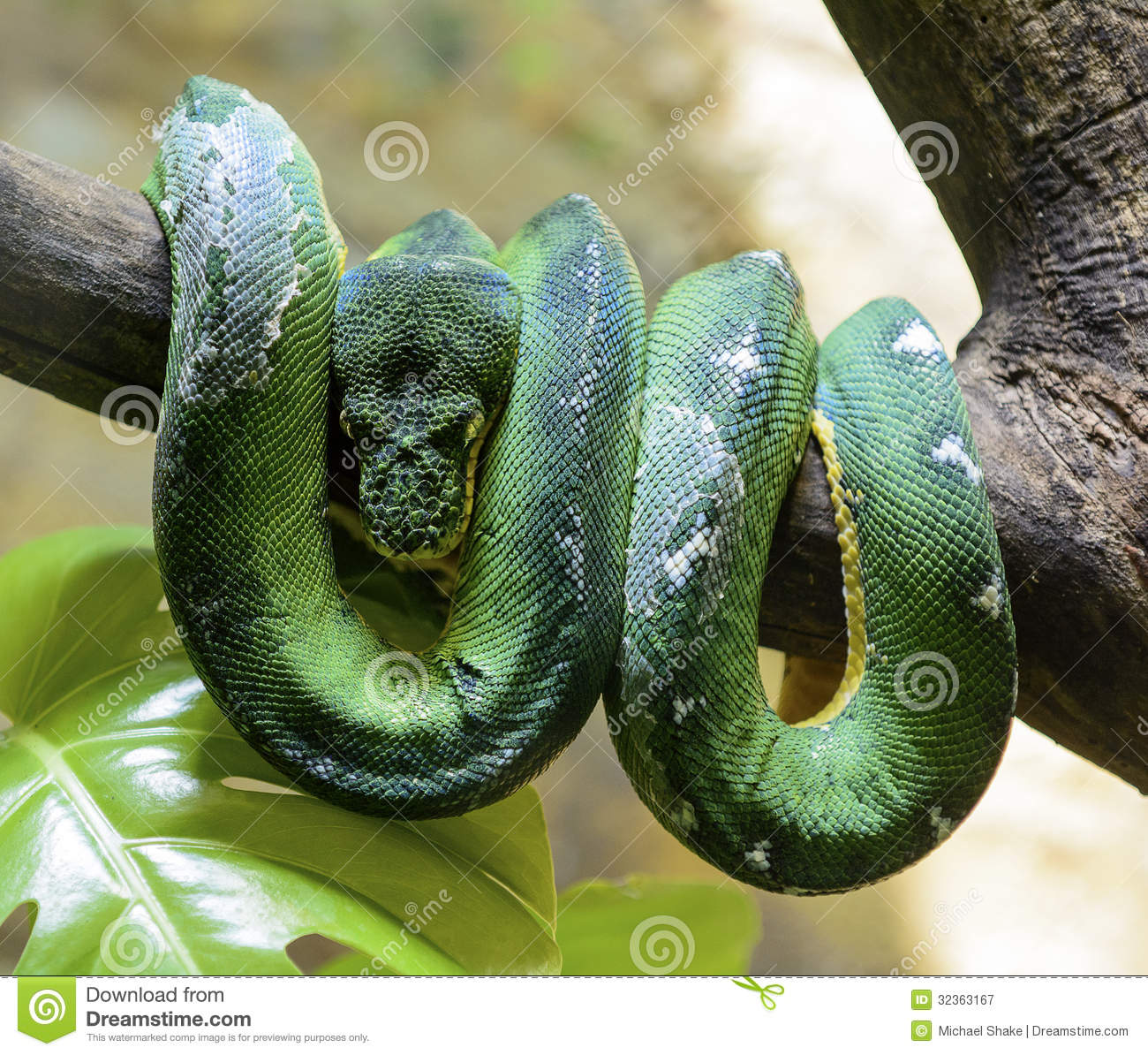 Emerald Tree Boa clipart #3, Download drawings