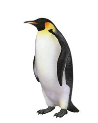 Emperor Penguin clipart #5, Download drawings