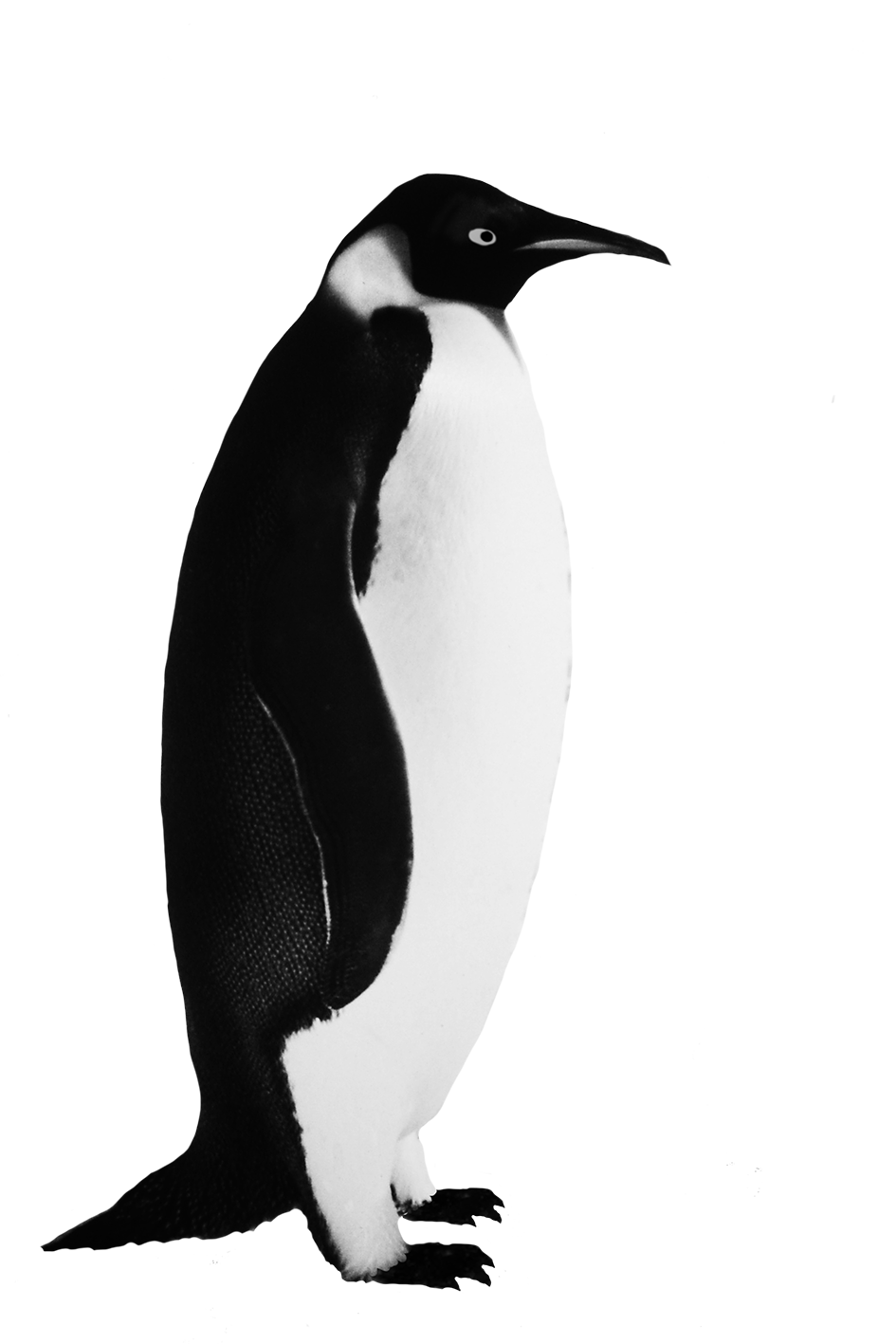 Emperor Penguin clipart #11, Download drawings