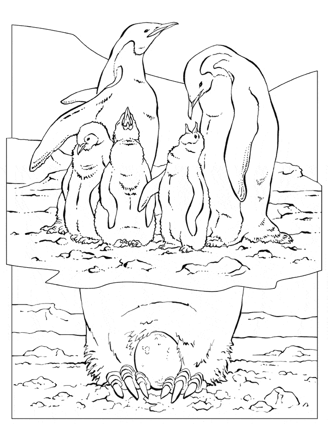 Emperor Penguin coloring #7, Download drawings
