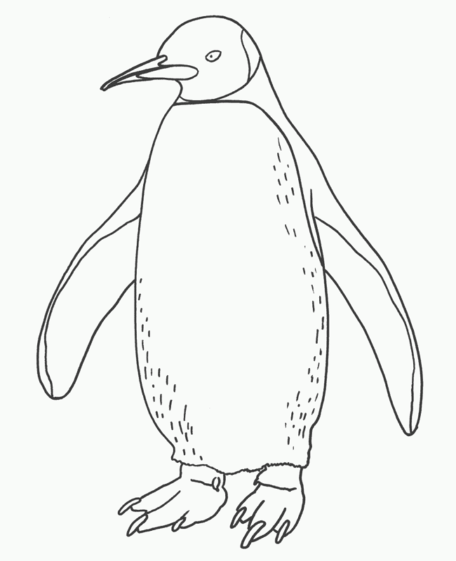 Emperor Penguin coloring #14, Download drawings