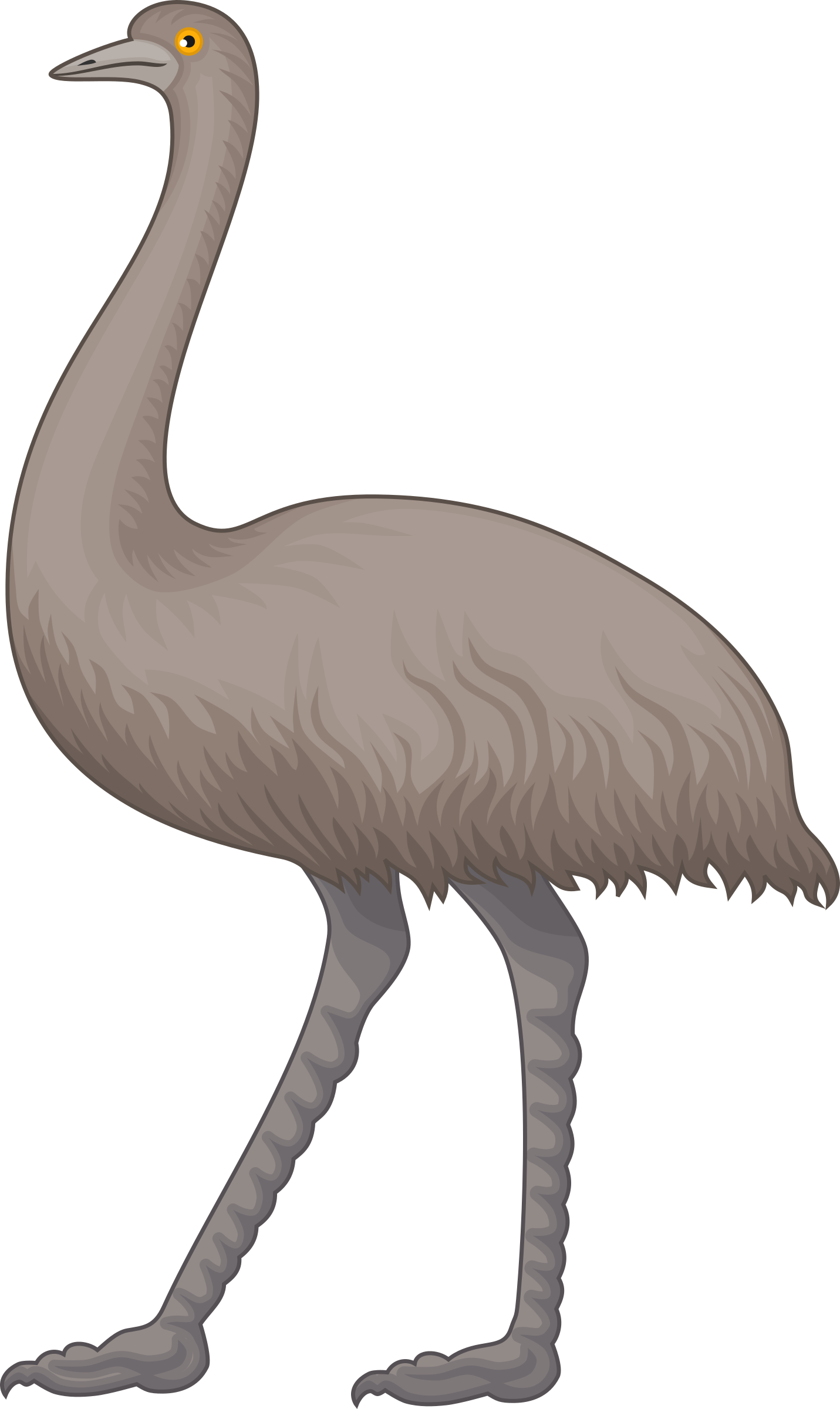 Emu clipart #5, Download drawings