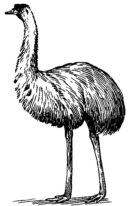 Emu clipart #14, Download drawings