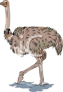 Emu clipart #6, Download drawings